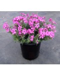Рожеві квіти Phlox subulata в контейнері